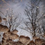 Alberi Alberi