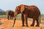 sony a77II, tamron 150-600; iso 200; 1/500sec; f8
kenya, elefanti ricoperti dalla terra rossa dello tsavo.