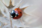 bianco, nero e rosso bianco, nero e rosso