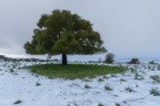 Un albero solitario sotto una rara nevicata nel sud Sardegna
