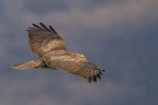 Volare insieme alla Poiana