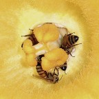 *** Pollen Bar *** *** Pollen Bar ***