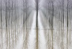 riflessi