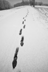 Tracks Tracks