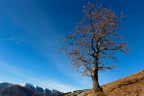 albero sul Monte Cornizzolo