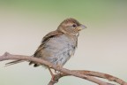 Passera europea Passera europea