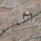 Frosone arrabbiato!!! Frosone arrabbiato!!!