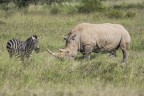 rinoceronte vs zebra rinoceronte vs zebra