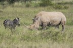 sony a77II, stamron 150-600mm
Questo è stato il primo rinoceronte visto e non riuscivo a capire le dimensioni fino a quando non si è affiancato a questa zebra e le dimensioni sono diventate ben chiare....Veramente mastodontico, purtroppo la scena si é svolta abbastanza lontana da me.