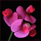 Farfalle profumate Farfalle profumate