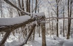 l'albero caduto l'albero caduto