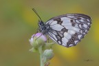 Melanargia-galathea_DSC8156.jpg