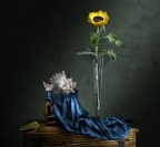 Il girasole e la conchiglia Il girasole e la conchiglia