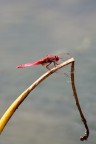 libellula rossa libellula rossa