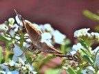 La prima farfalla del 2021 nel mio giardino.