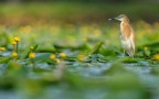 Una bella Sgarza adulta immersa nella Nuphar lutea