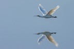 Volo radente Volo radente