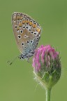 Plebejus agestis