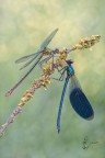 Calopteryx splendens (maschio e femmina) (Harris, 1780)