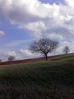 Albero Albero