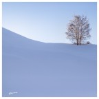 Solitario.. Solitario..