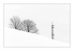 alberi alberi