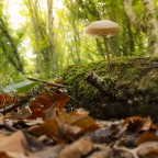 Tutte le favole hanno luogo nei boschi Tutte le favole hanno luogo nei boschi