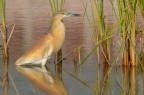 Sgarza ciuffetto (Ardeola ralloide)