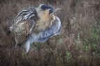 raro incontro con l'affascinante tarabuso