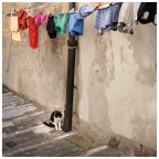 arcobaleno del vicolo arcobaleno del vicolo