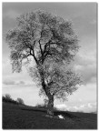 Mandorlo (Bianco e nero) Mandorlo (Bianco e nero)