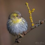 Lucherino giovane Lucherino giovane