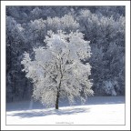 :galaverna: :galaverna: