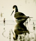 Cavaliere d'Italia Cavaliere d'Italia