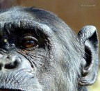 Scimpanze' (Pan Troglodytes)
