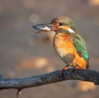 la cattura la cattura