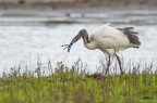 Ibis sacro Ibis sacro
