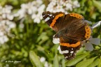 Vanessa Cardui