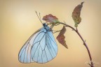 Aporia crataegi Aporia crataegi