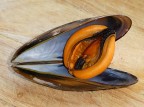 *** Mytilus galloprovincialis *** *** Mytilus galloprovincialis ***