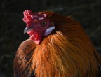 Bellissimo gallo.... Bellissimo gallo....