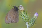 Maniola-jurtina_DSC8161.jpg