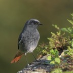 Codirosso-spazzacamino-maschio_DSC1542.jpg Codirosso-spazzacamino-maschio_DSC1542.jpg
