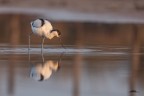 Avocetta Avocetta
