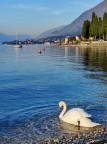 Il lago dei cigni