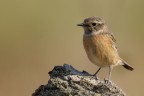 Saltimpalo (Saxixola rubicola)