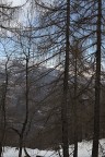 Oltre il bosco Oltre il bosco