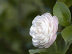 camelia camelia