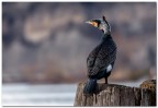 Cormorano nel vento da nord. Cormorano nel vento da nord.