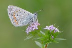 Polyommatus icarus